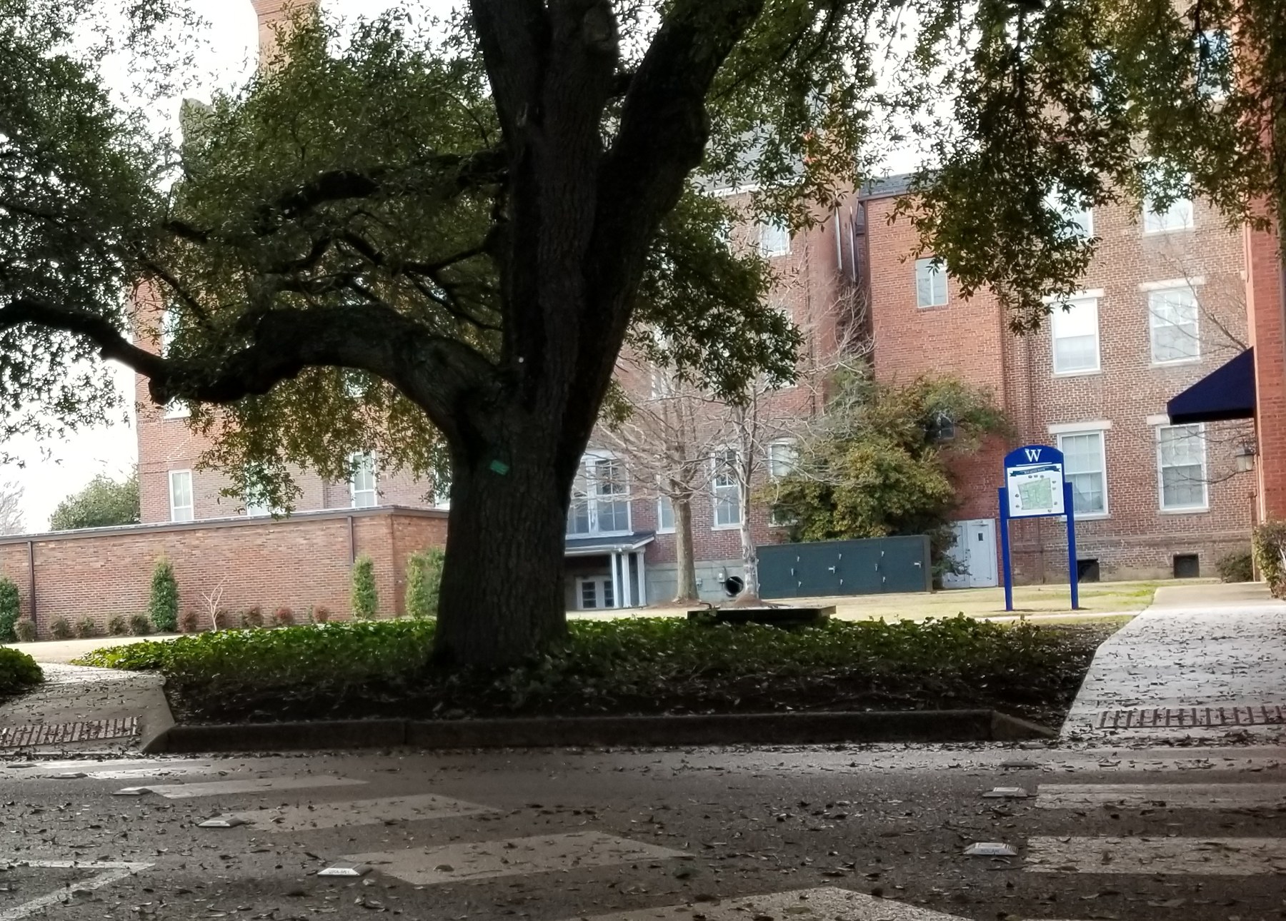 A tree-lined walkway and brick buildings on the MUW campus